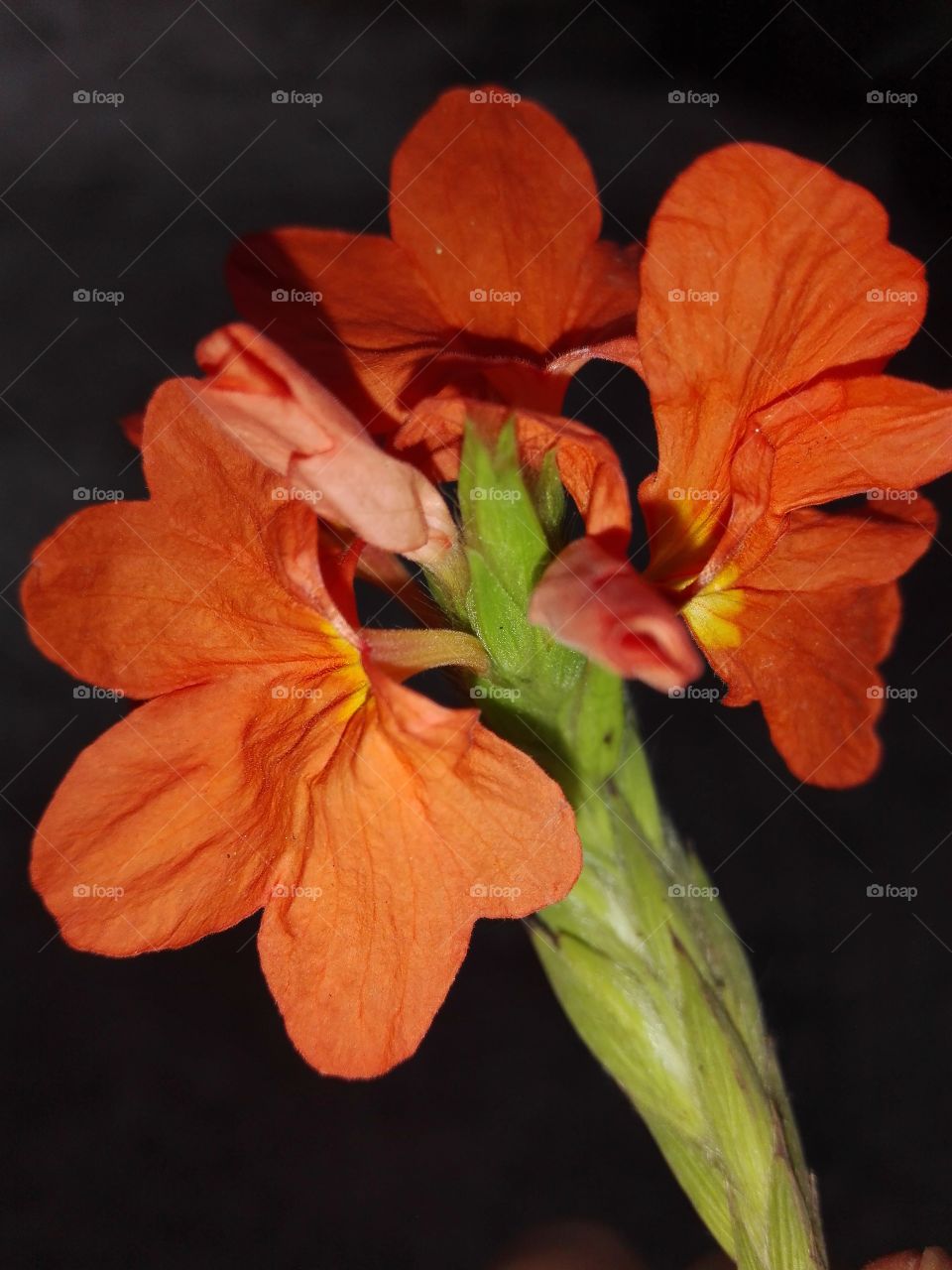 orange flower