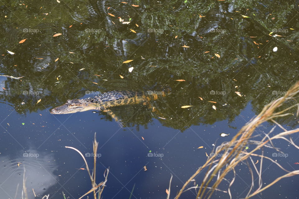 Alligator in the pond