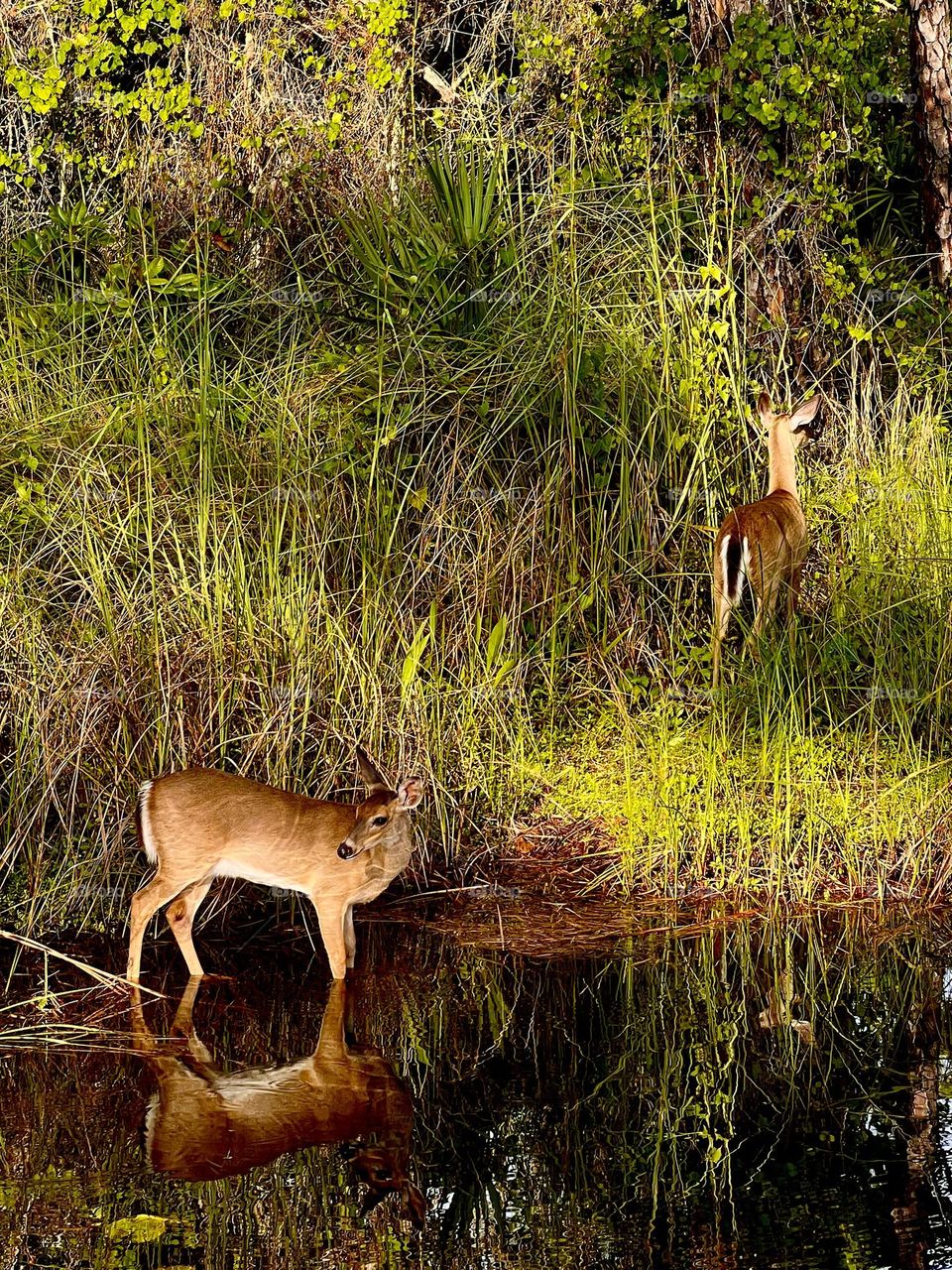 Spotting the whitetail deer at water’s edge. The golden hour before sunset captures the animal’s beauty and gracefulness as the day ends.