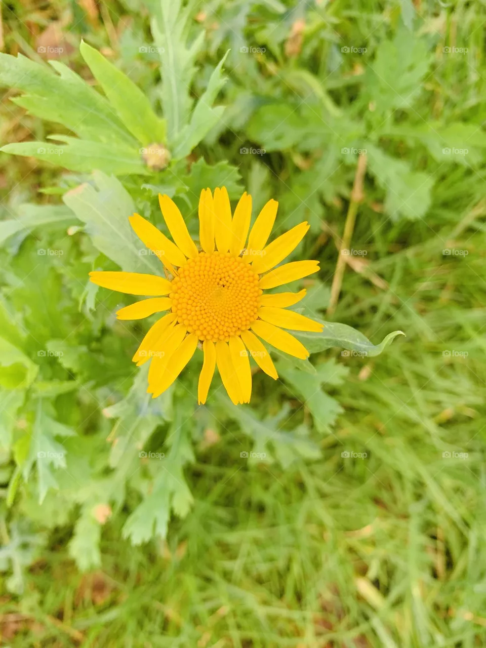 Like a sun