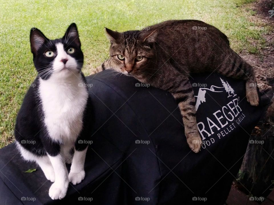 Two Cats Guarding the Traeger Grill 😹😻