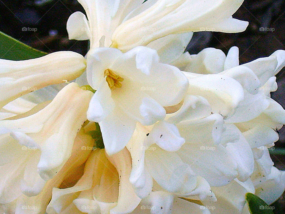 spring flower macro white by silkenjade
