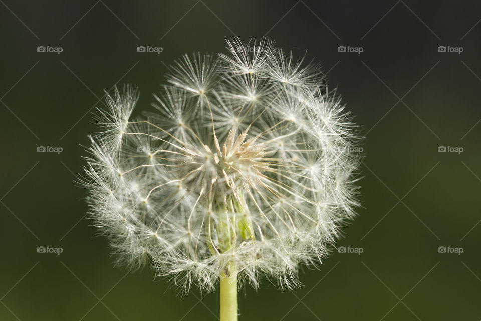 dandelion close up,  seeds.   fragility of nature concept