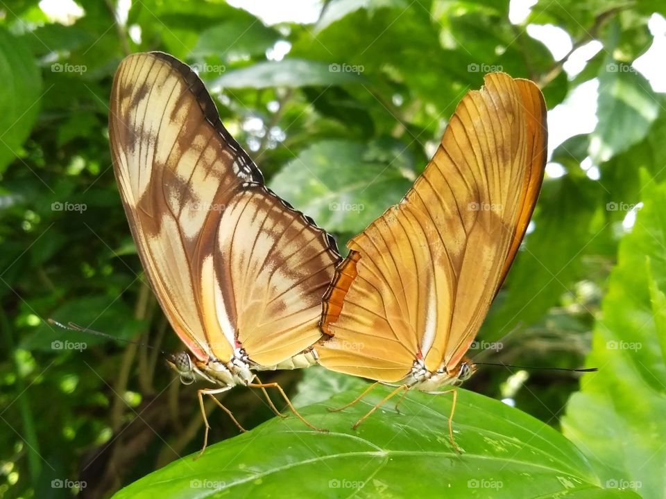 Butterfly in the loving moment.