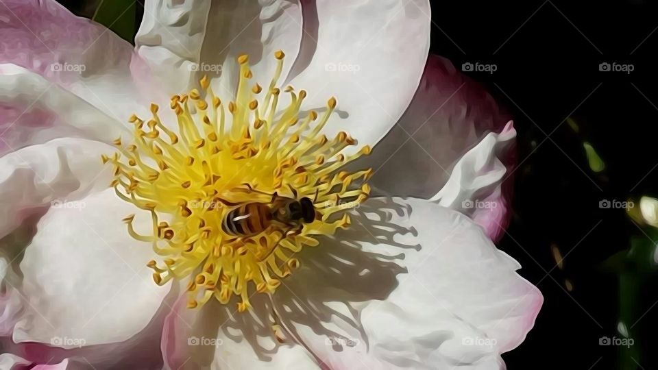 Bee on white flower