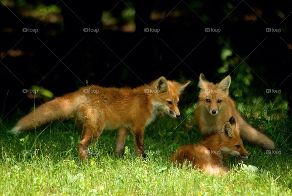 Red foxes #a2807