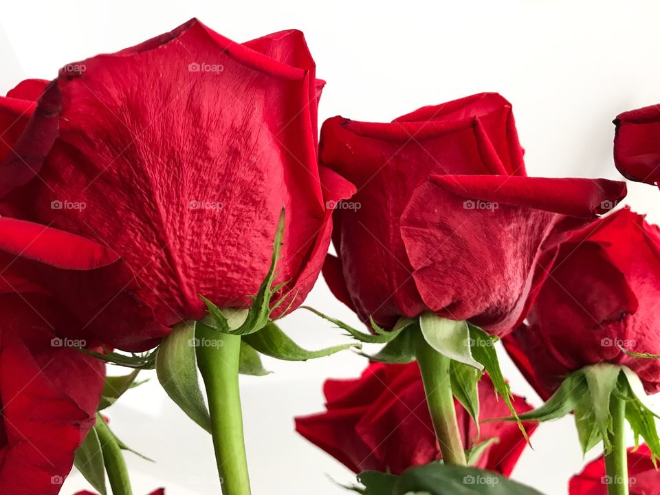 Red roses on white background 