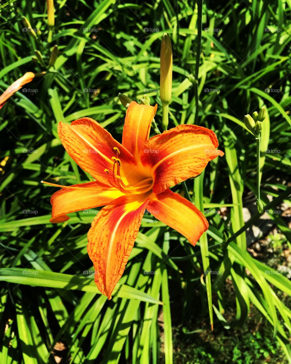 Gorgeous blooming orange tiger lily in summer 