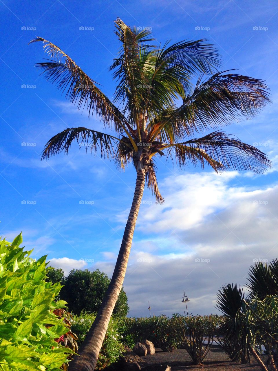 Palm tree, scene, Lanzarote
