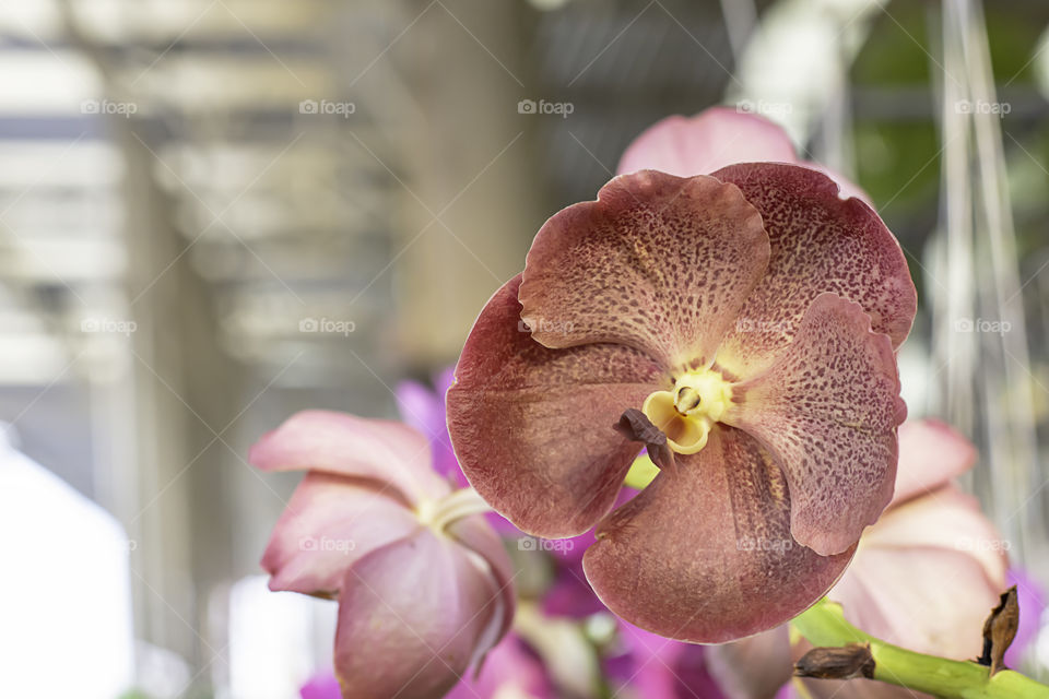 Beautiful Purple Orchid Background blurred leaves in the garden.