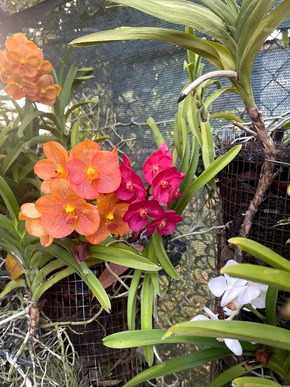 orchids