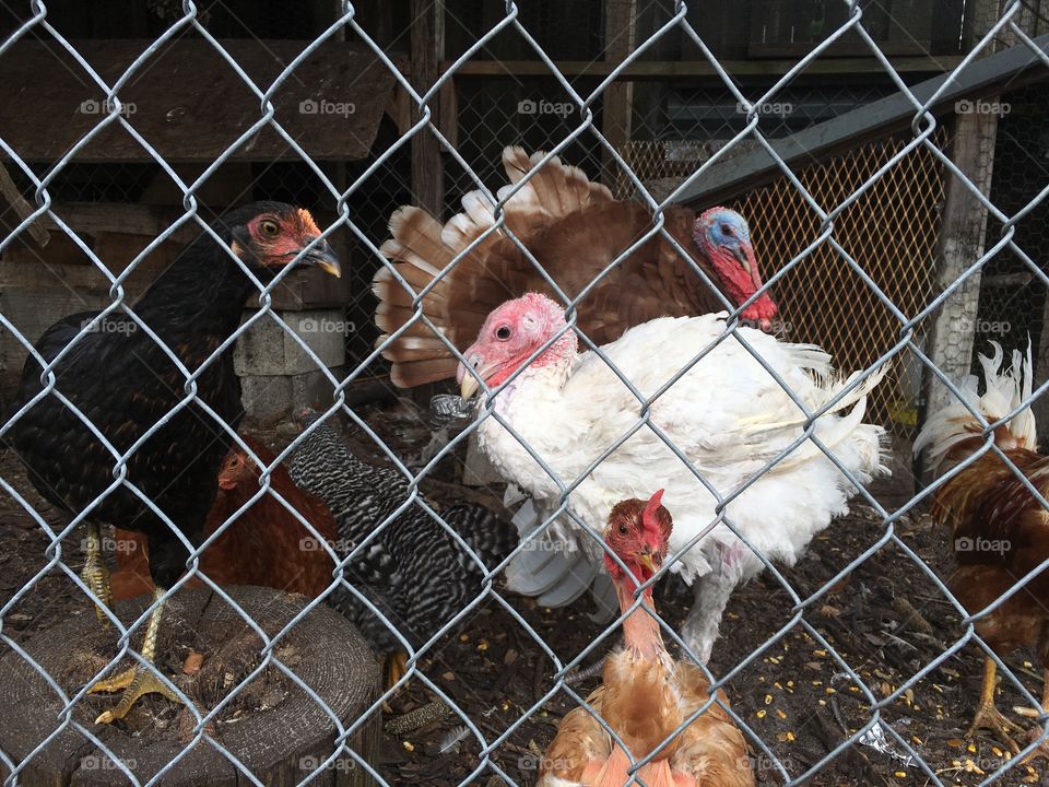 Turkeys and chickens