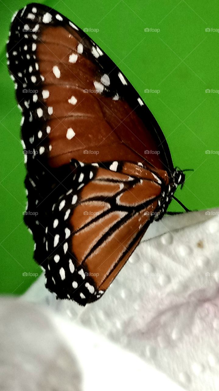 Butterfly taking a short rest on a napkin