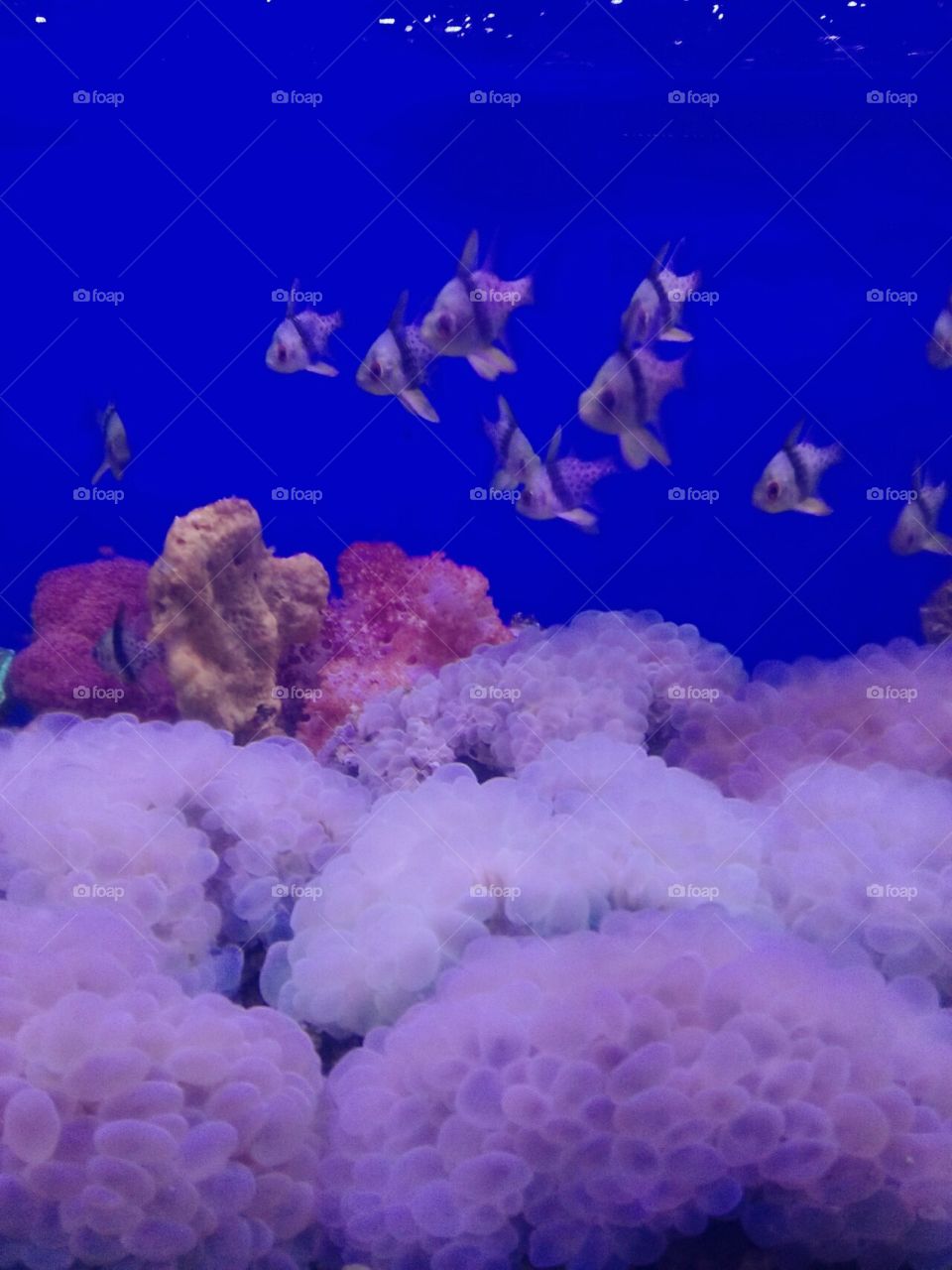 Underwater, Coral, Reef, Nature, Sea