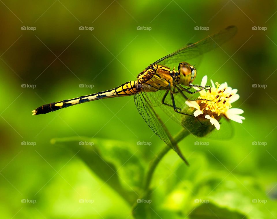 Macro art - Dragon fly - Natural 