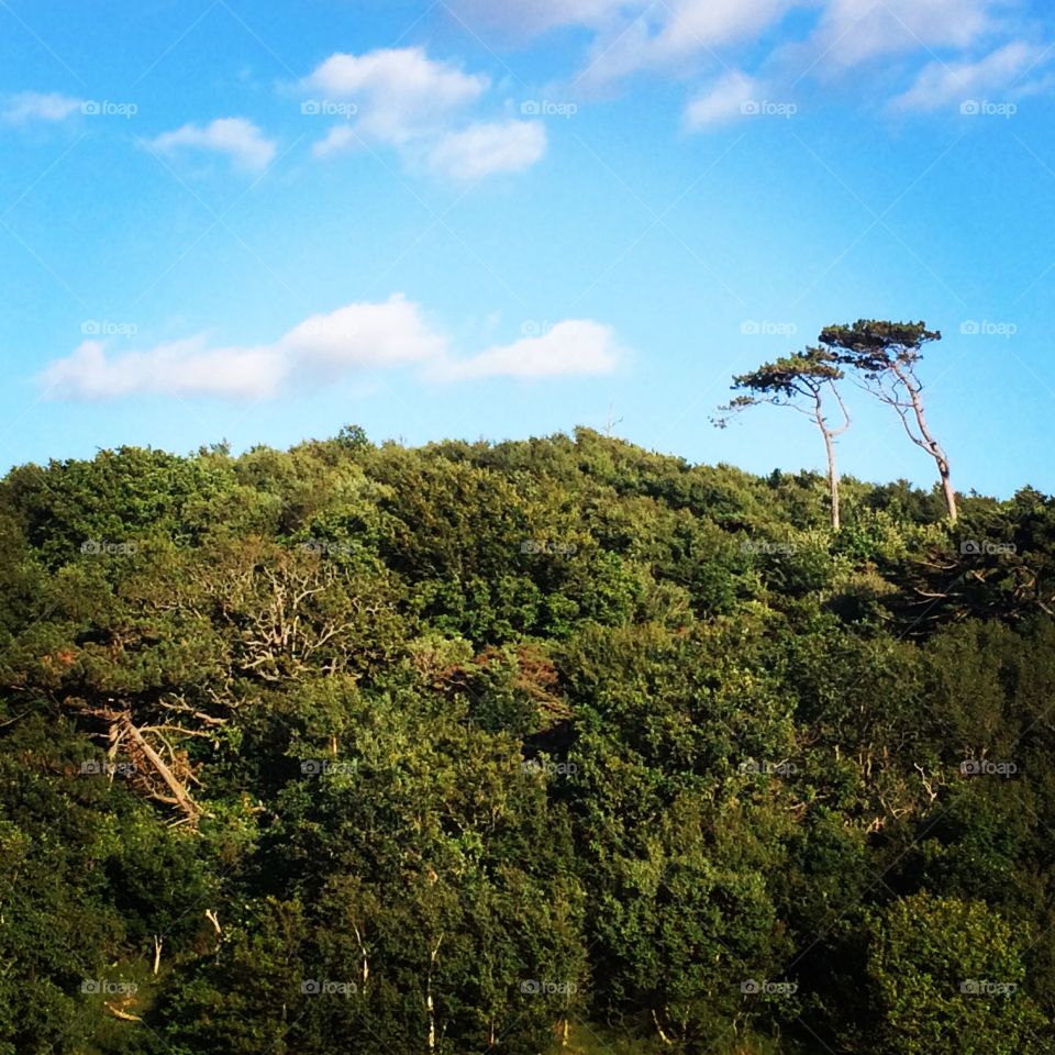 The forest in Mölle, Sweden.