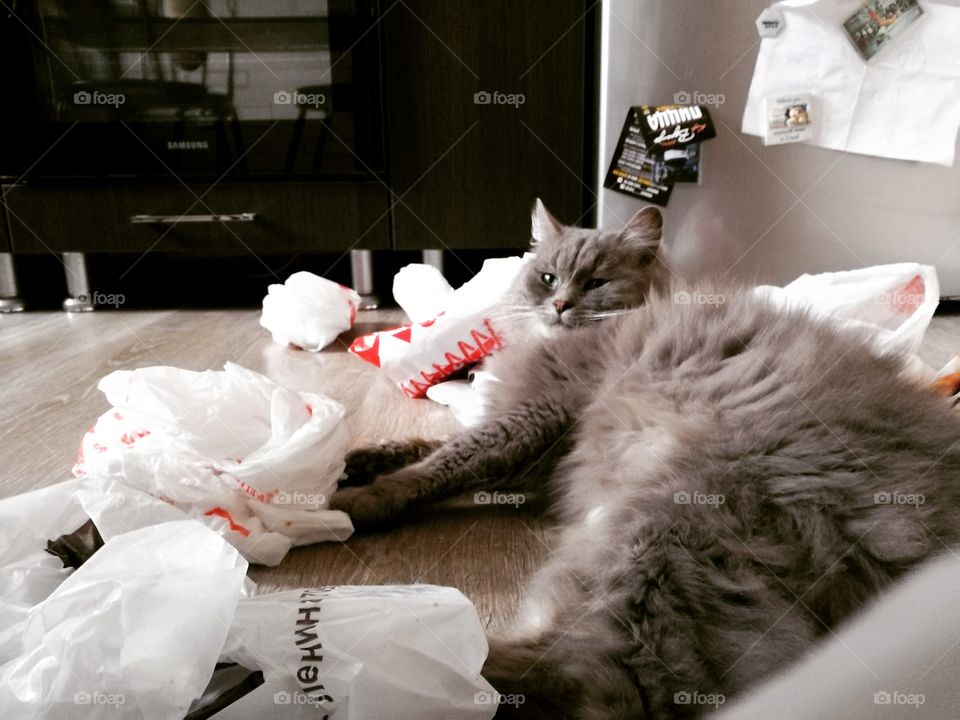 Кот в пакетах