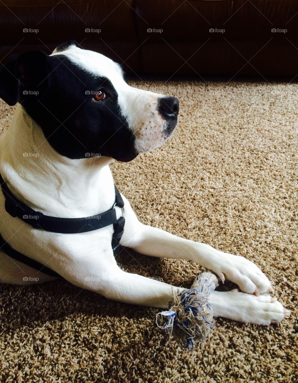 A dog and his toy.. A dog and his toy