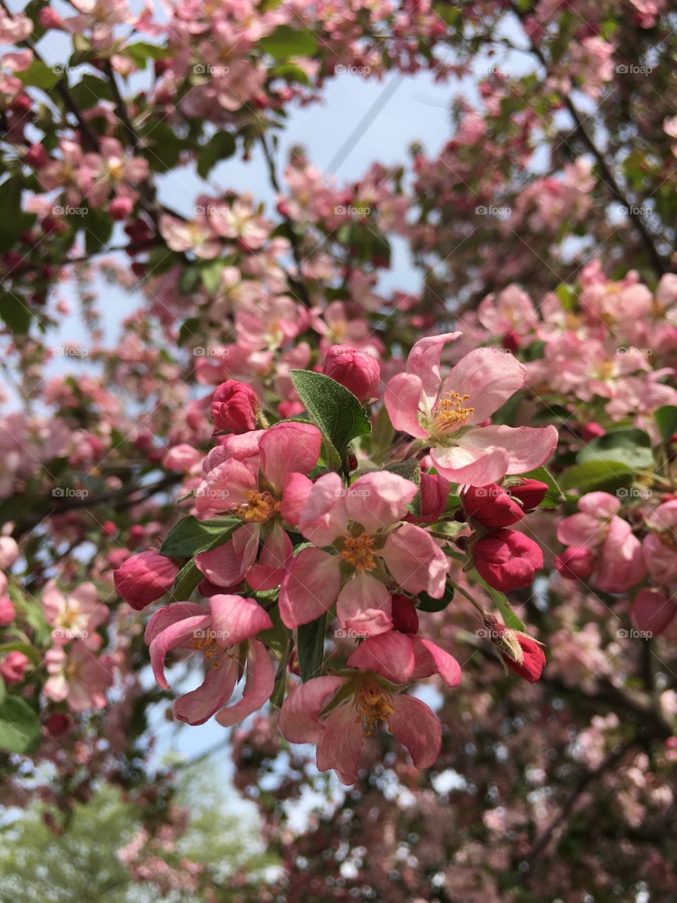 Blossoms in CT in early May