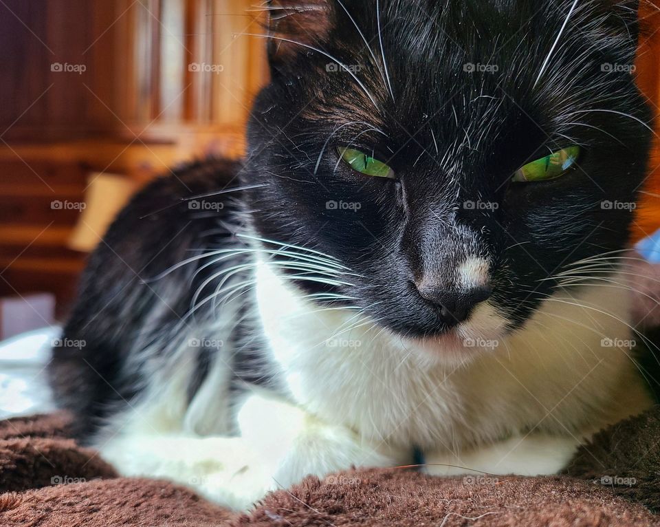 Sleepy kitty with green eves