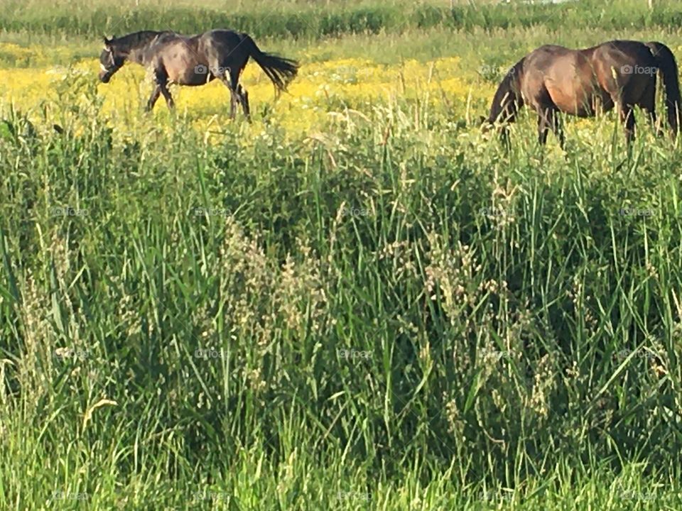 two beautiful horses in the meadows