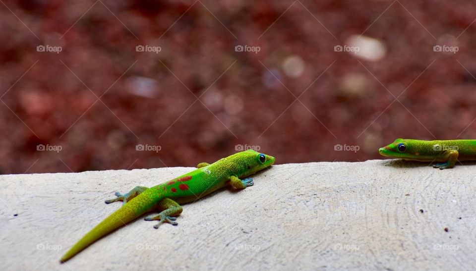 Gecko love - they look enamored