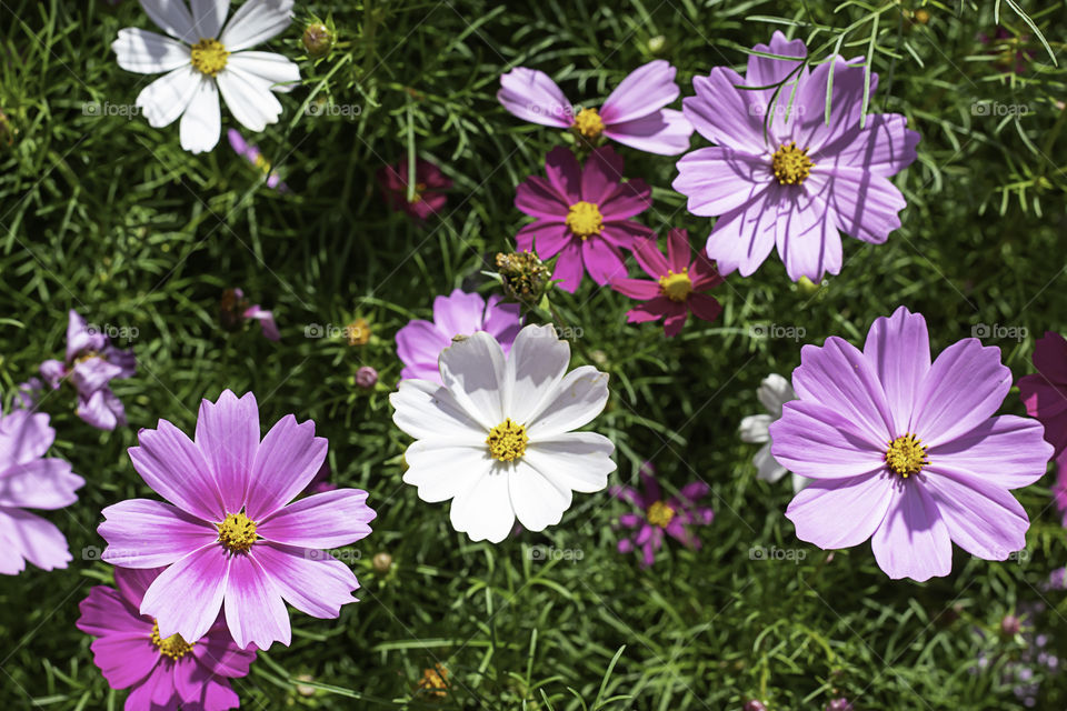 Colorful Cosmos sulphureus Cav flowers in garden.