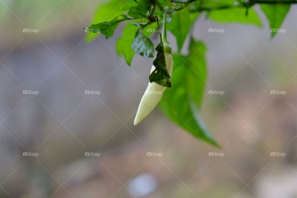 Home grown chilli 