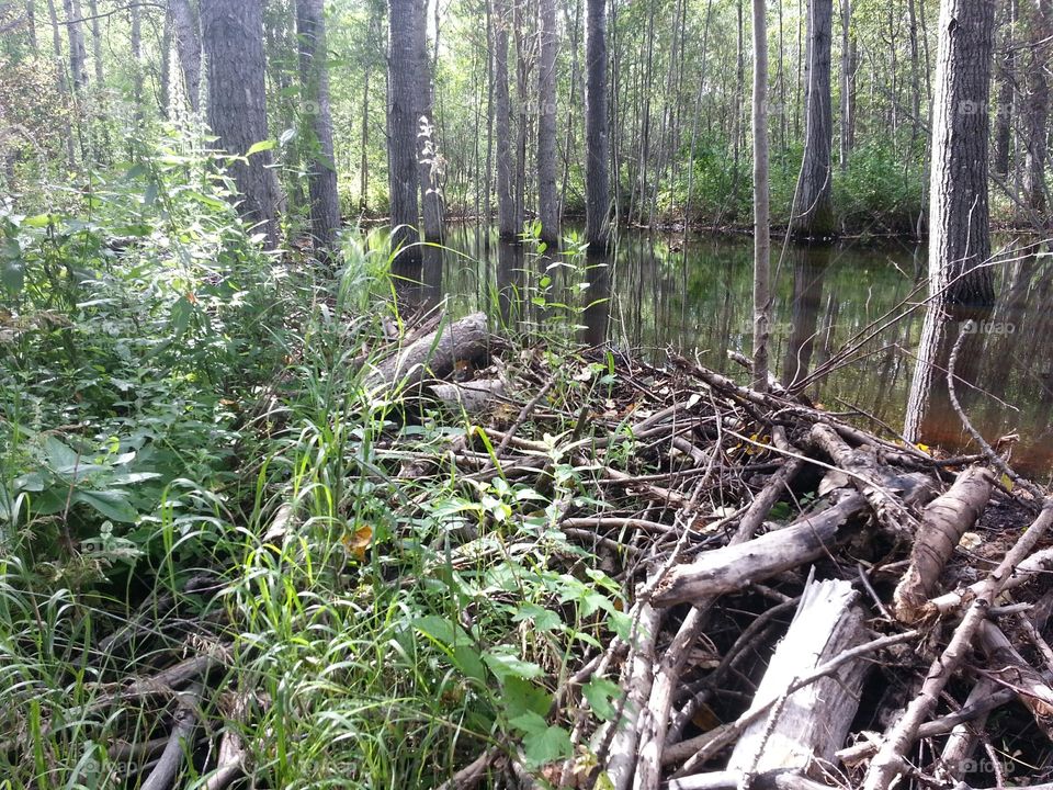 Beaver dam in the middle of the forest