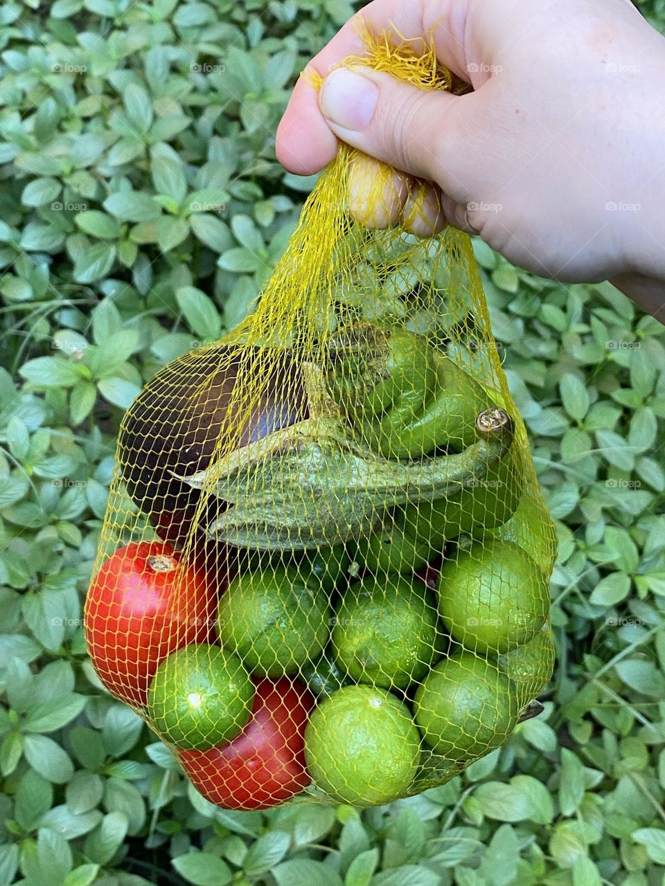 Collecting organic vegetables from our farms in reusable bags 
