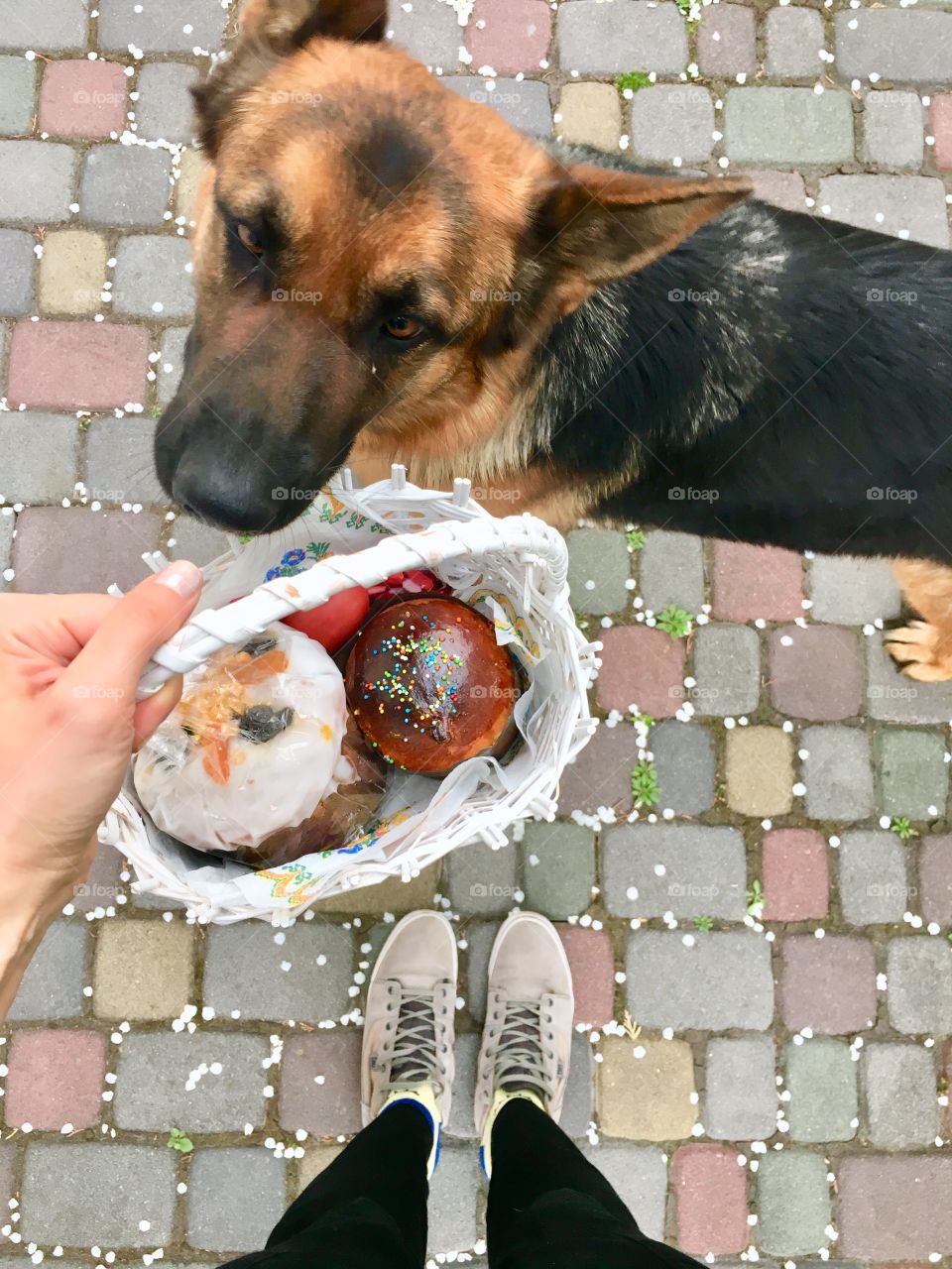 From where I stand. View from the top on Easter cake with dog smelling it’s taste. 