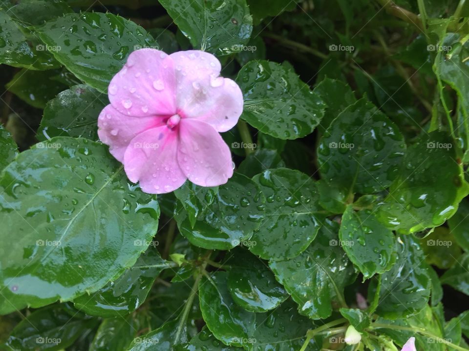 Pink flower 