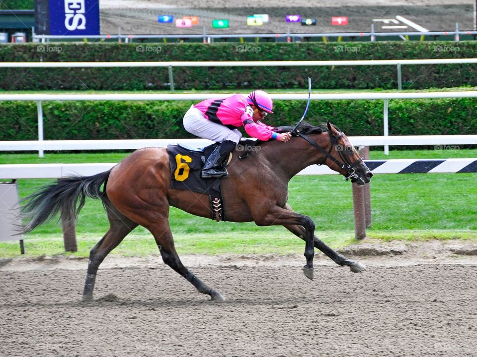 Here Comes Rosie. First time starter by Congaree, Here Comes Rosie ran a strong second on opening day at Saratoga. 
Zazzle.com/Fleetphoto 