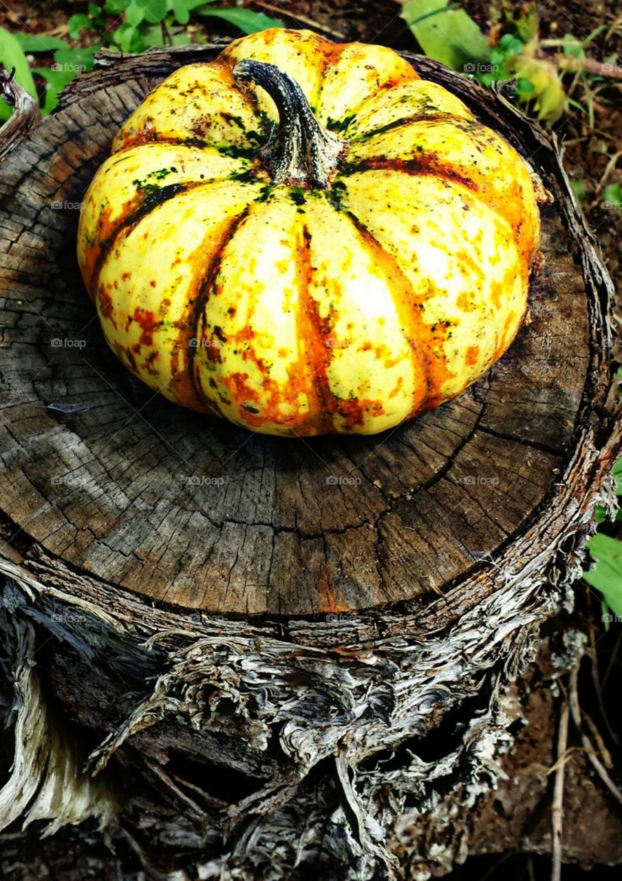 Halloween. Halloween