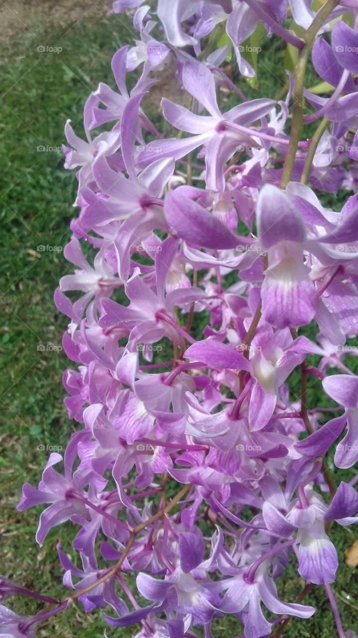 light purple colour orchid blooming .....flower bouquet...it is realy nathural ....not artificial...