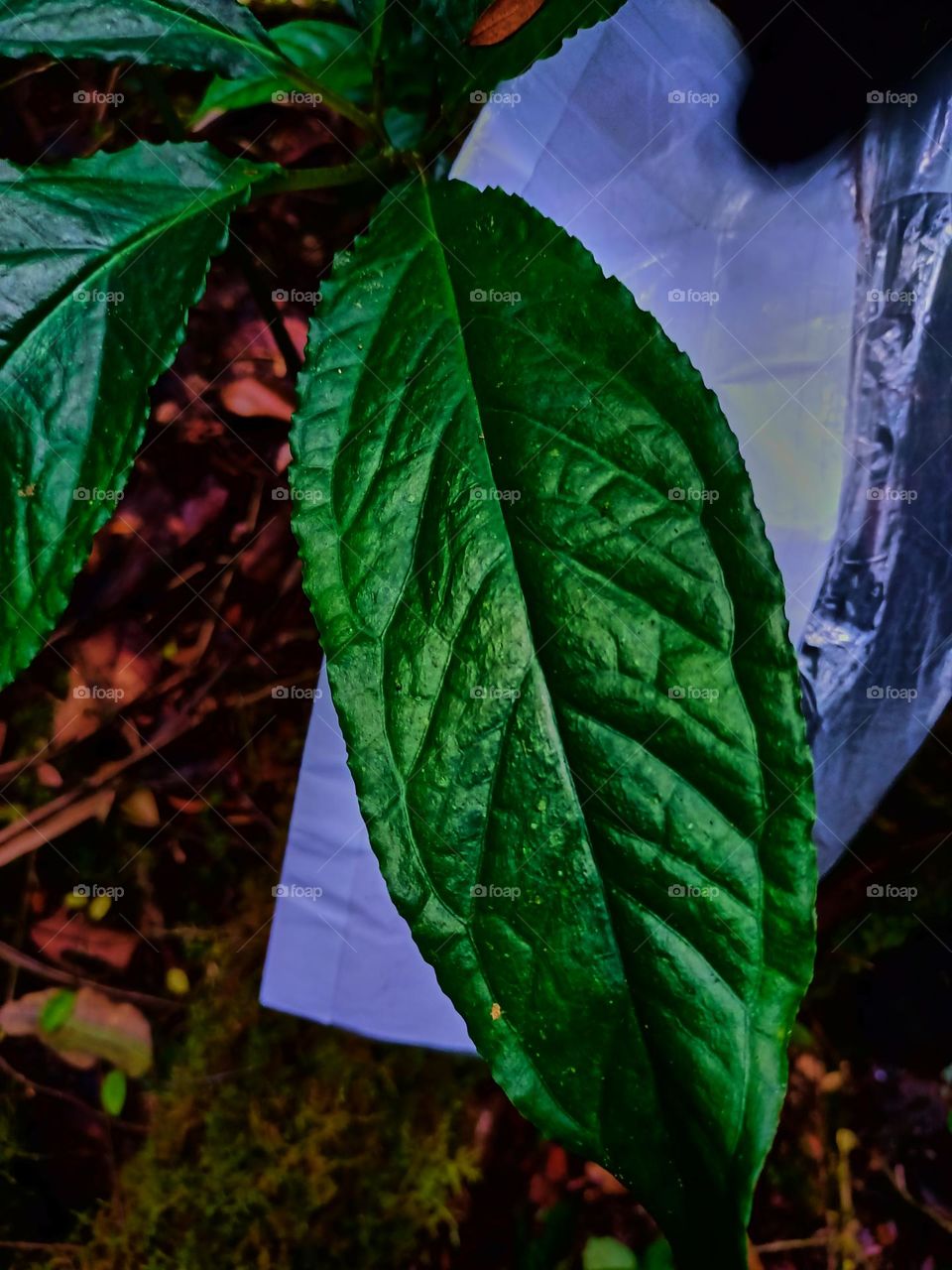 Cobra lily (Arisaema sp) growing in tropical forest of North sumatra, Indonesia