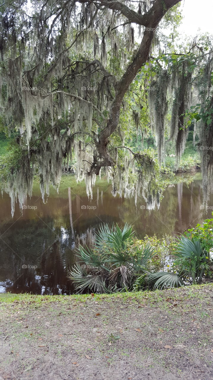 Southern Swamp 2. Gardens of a plantation