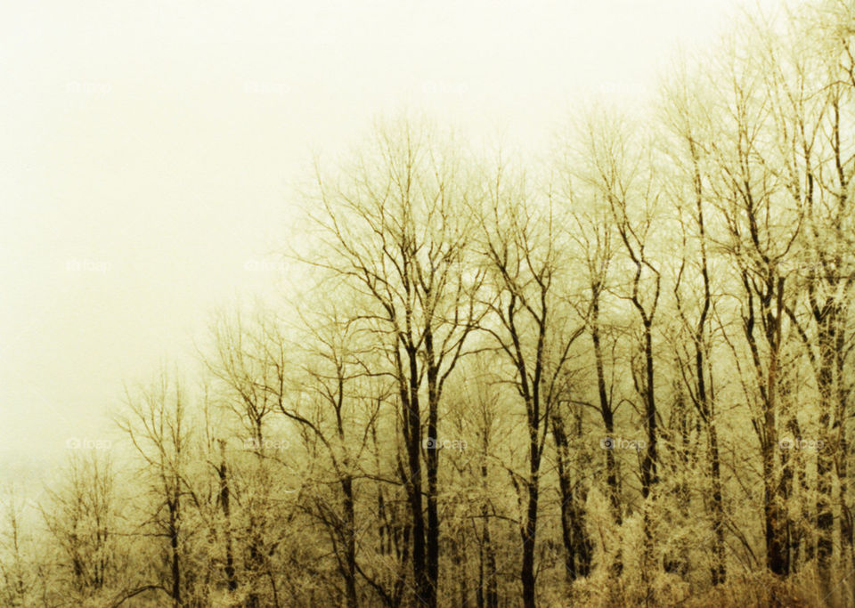 Frosty Trees