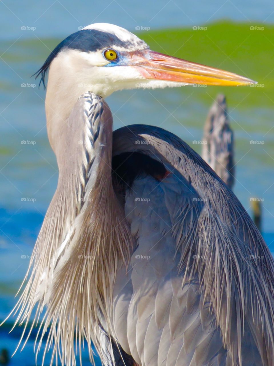 Heron in Paradise. Great Blue Heron at Fort Myers Beach, FL