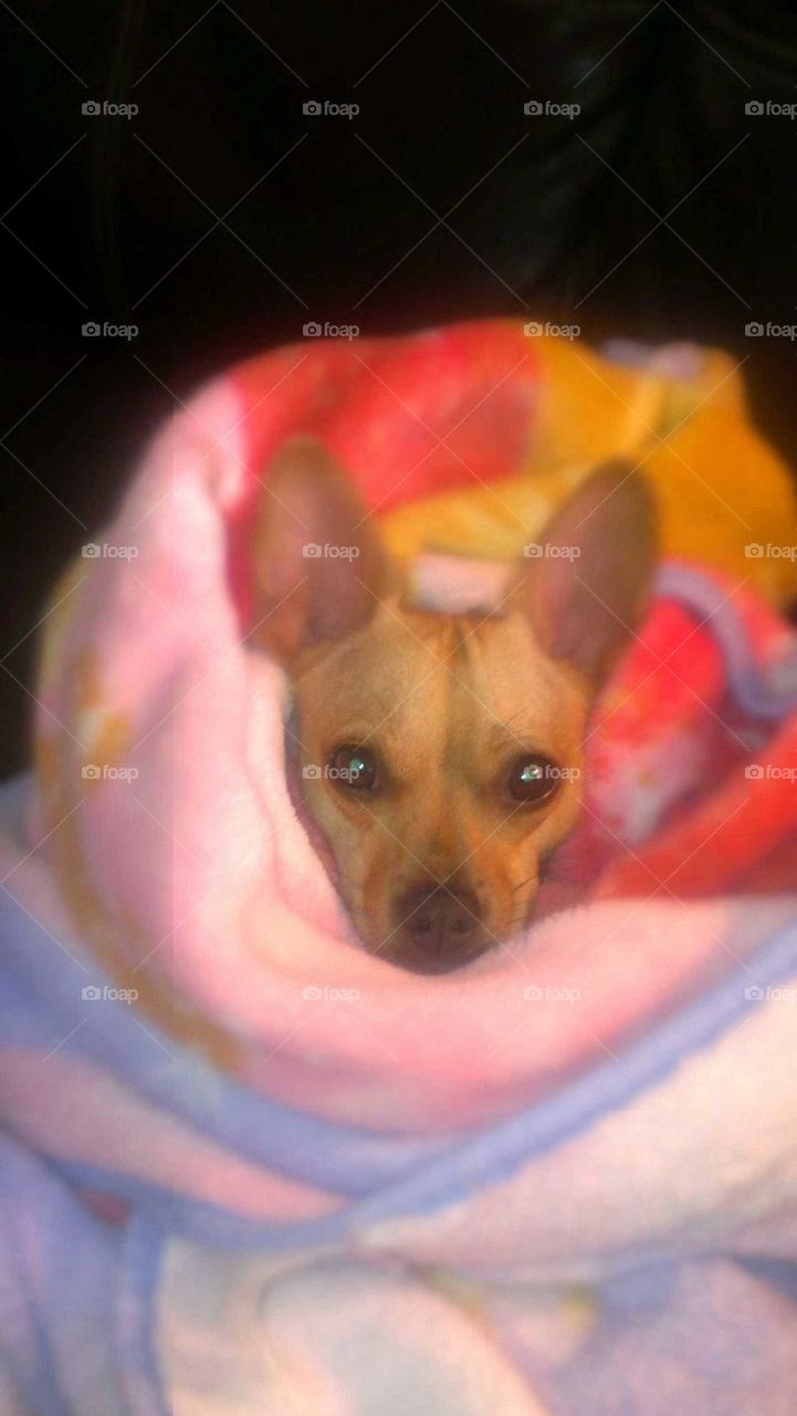 Snuggling in the cold