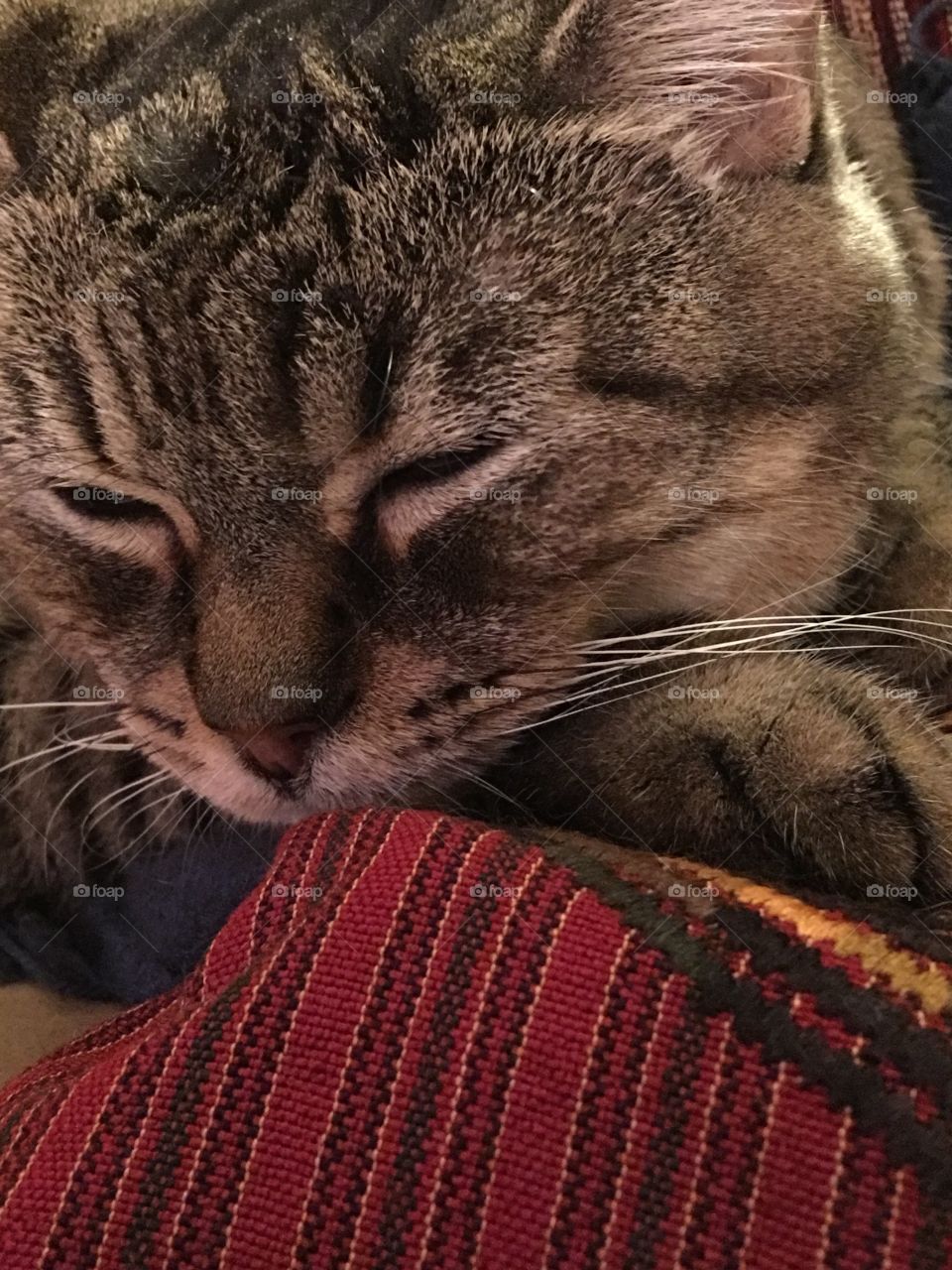 Close up cat sleeping on red woven fabric 