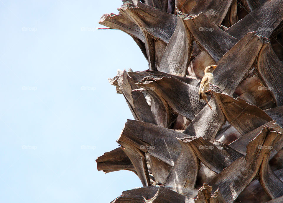 Bird in the palms