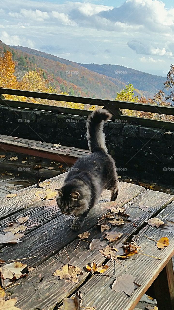 fluffy cat on a table with a nice landscape in the background