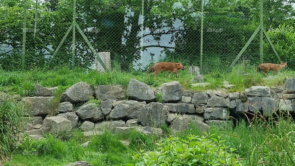 Picture from Dublin Zoo, Ireland