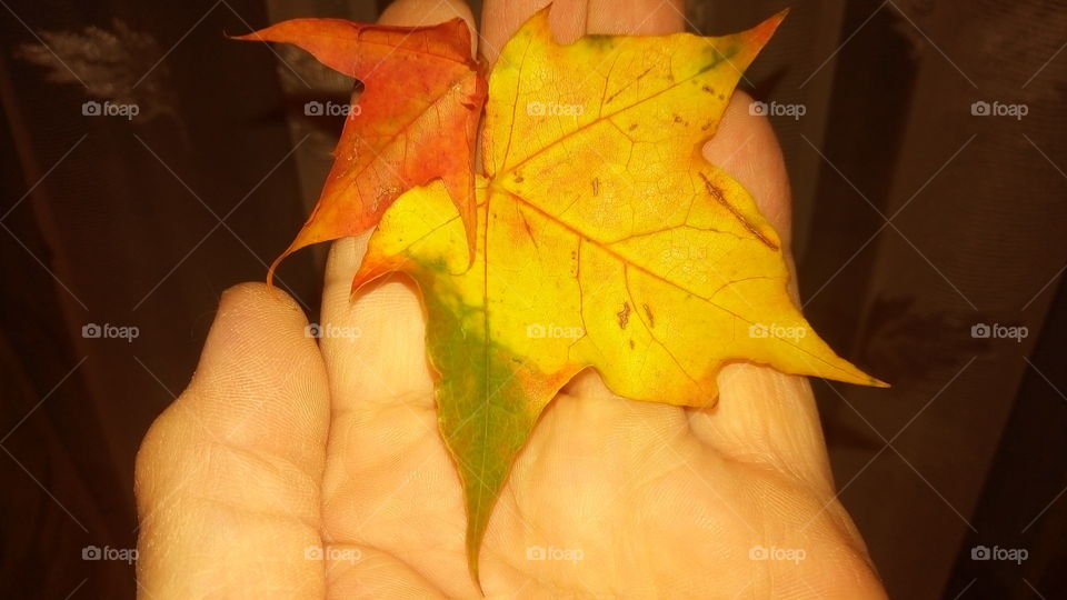 .осень.ладошка.Жёлтые.