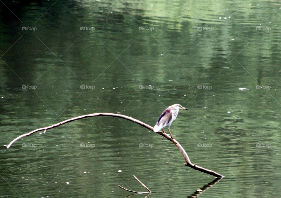 Bird on a branch 