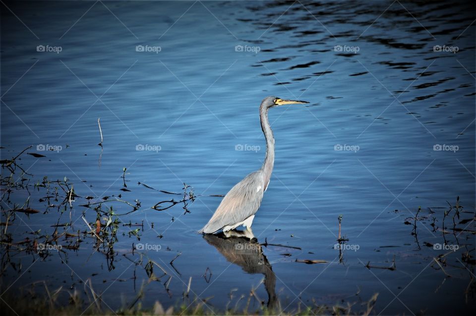 Blue Heron with highlights 