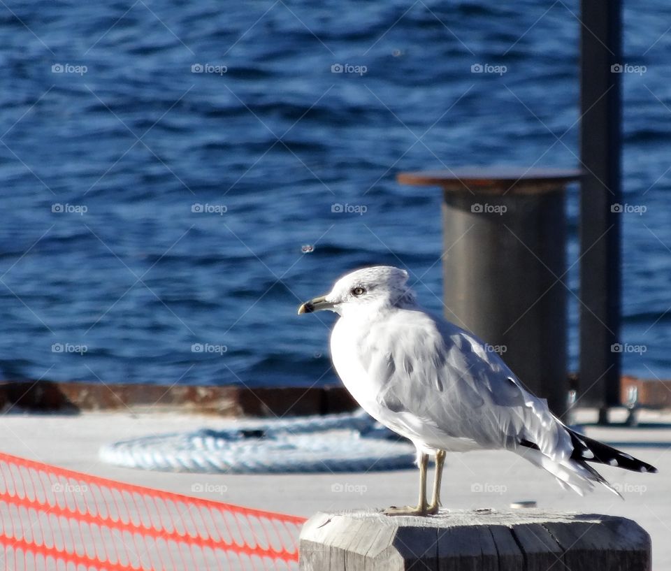 Focused in on a seagull on a sunny day.