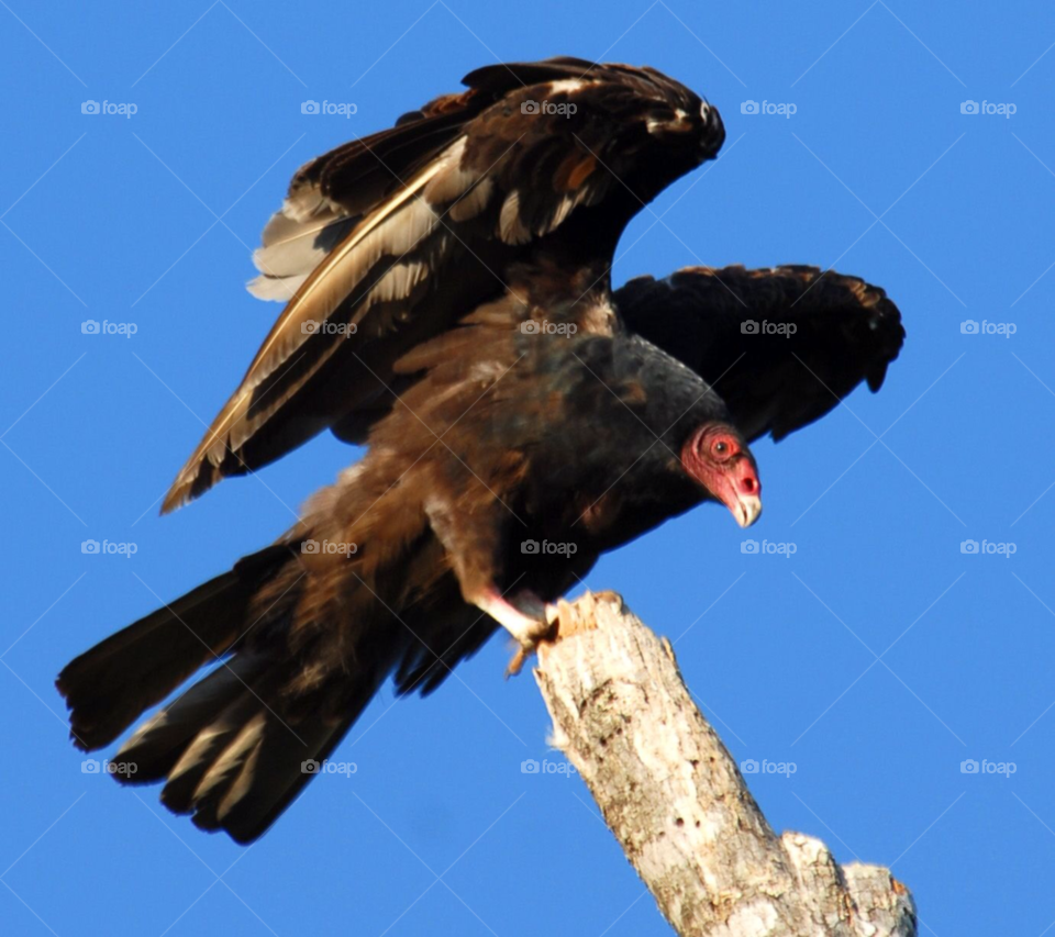 bird vulture turkey vulture by lightanddrawing