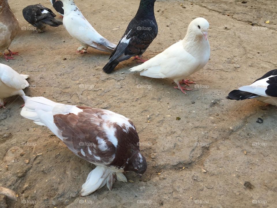 Pigeons